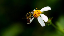 Arı sokması öldürür mü? Ölümcül tehlikesi var mı? Arı sokması durumunda ne yapılması gerekiyor?